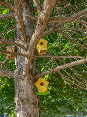 Yellow and green wooden bird cages hanging on the tree. Selective focus.