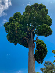 Beautiful view of cloudy sky and green tree in the park.  