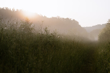Obraz na płótnie Canvas A shot of the meadow vegetation at the sunrise