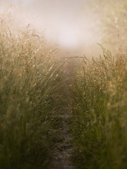 Obraz na płótnie Canvas A footpath through the meadow at sunrise