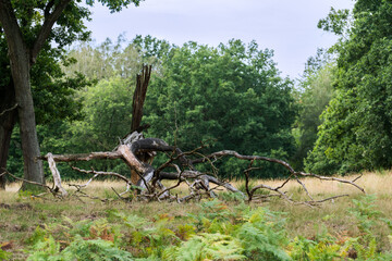 Dead tree in the heather on a summer day.