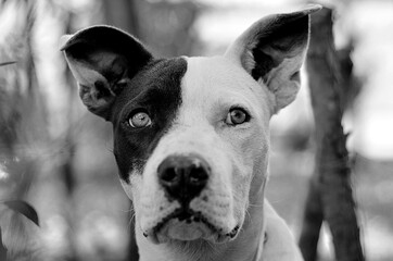 Perro cachorro pitbul blanco y negro