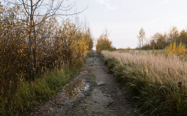 Fototapeta na wymiar A road through the meadow in fall