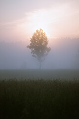 Naklejka na ściany i meble Shot of the lonely tree at the sunrise with the mist covering it
