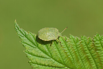 Older nymph green shield bug (Palomena prasina) of the family Pentatomidae on a leaf of a raspberry bush. Dutch garden, summer, August.