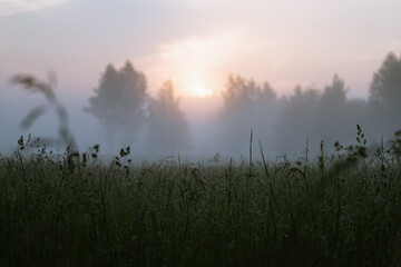 A shot of the meadow with the trees on the background shot at the sunrise