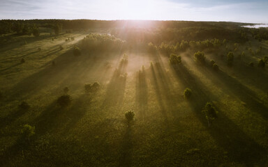 Aerial shot the meadow with the freestanding trees made at the sunrise