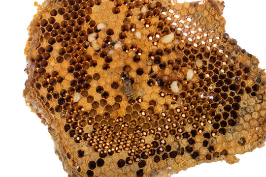 Honey Comb Background