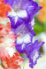 Gladiolus. Beautiful flowering bright summer flower of the Iridaceae family