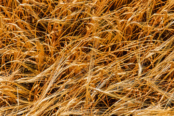 Harvesting ripe rye in the field. Natural background