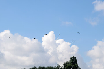 flock of birds