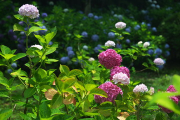 紫陽花