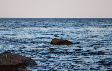 Fototapeta premium Seagull on a stone in the Gulf of Finland 