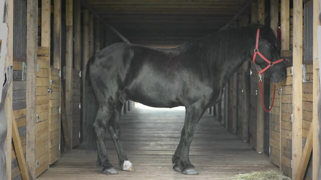 Black horse with its red halter is standing in a stable.