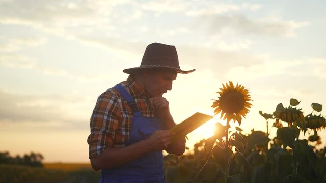 agriculture. farmer silhouette in hat works on a tablet in eco a field of yellow sunflower. business agriculture concept. farmer man examines the harvest in the field with flowers of sunflower