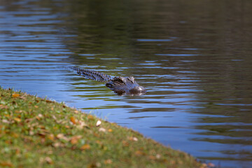 An alligator swimming. Its head and back are breaking over the water surface.