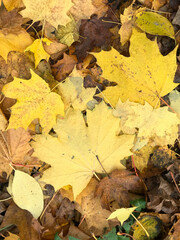 A carpet of autumn leaves in a city park. Close-up shot.