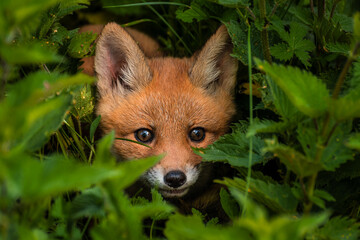 Baby fox hides inside the dense nettle