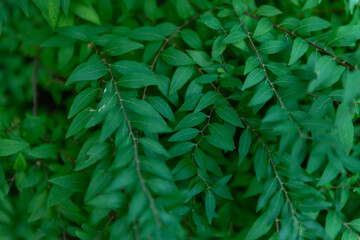 green leaves background