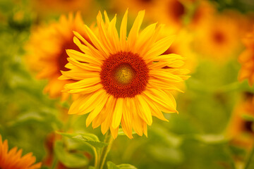 Sonnenblumen Wiese Feld Bokeh