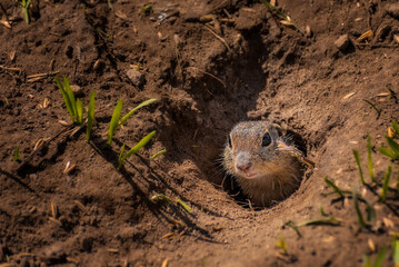 Tiny ground-squirrel is looking out from its hole on the ground.