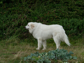 Pyrenean Mountain Dog