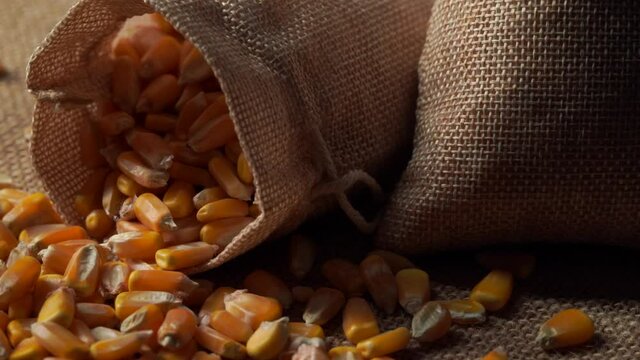 Corn kernels on burlap on dark background