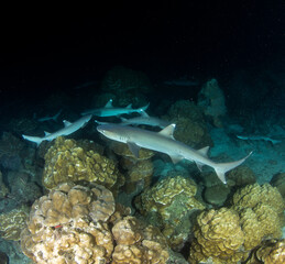 White tip reef sharks at night at Cocos Island