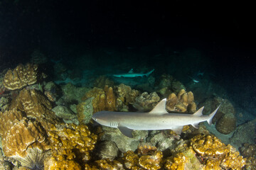 Naklejka na ściany i meble White tip reef sharks at night at Cocos Island