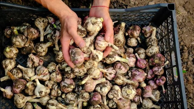 Harvest garlic in the garden. Selective focus.