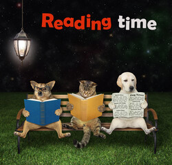 Pets sit on a bench and read under a street lamp in the park at night. Reading time.