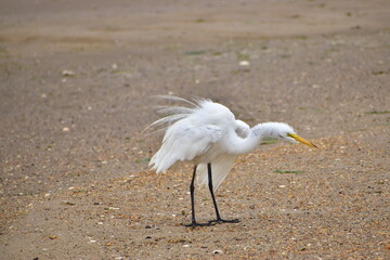 Egret at the New Jersey shore