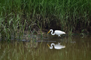 Egret at the New Jersey shore