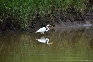 Egret at the New Jersey shore