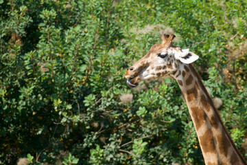 Girafe