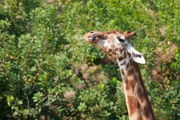 Girafe