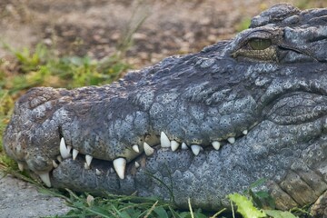 Crocodile