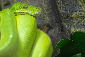 green tree python
