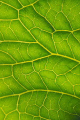 Fresh plant leaf close up in the sun. Mosaic pattern of green cells and yellow veins. Vertical abstract background on a floral theme. Horseradish leaf. Macro