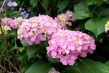 A lovely and cool beautiful hydrangea flower