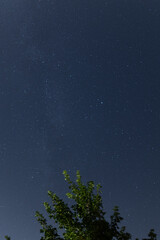 Sternenhimmel mit Baum im Vordergrund