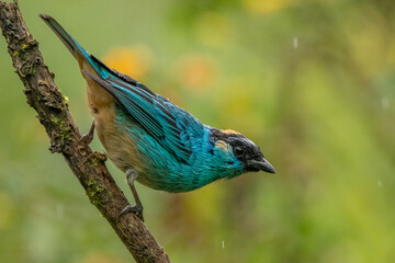 Tangara azul