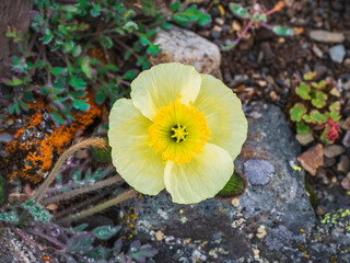Yellow mountain poppy, close-up.