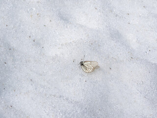 Frozen dead white butterfly on the snow. Frostbite on a glacier high in the mountains.