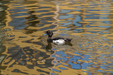 Male tufted duck (Aythya fuligula) - adult water bird with gold-yellow eyes swimming in pond