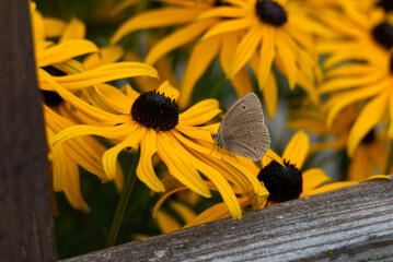 Ringlet (Aphantopus hyperantus) butterfly sitting on a yellow flower in Zurich, Switzerland