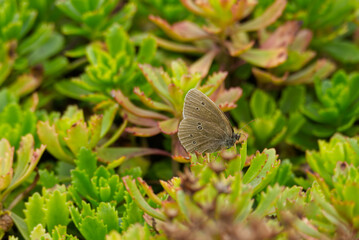 Ringlet (Aphantopus hyperantus) butterfly sitting on a green plant in Zurich, Switzerland