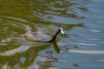 Eurasian coot (Fulica atra) also known as the common coot, or Australian coot, swims in a pond at sunny summer day