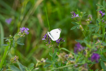 Small white butterfly (Pieris rapae) perched on purple flower in Zurich, Switzerland