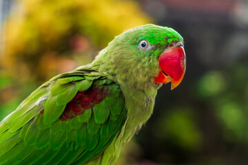 Naklejka premium Closeup of a 4 month old Alexandrine Parakeet parrot.